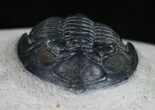 Really Nice Hollardops Trilobite - #10507-3